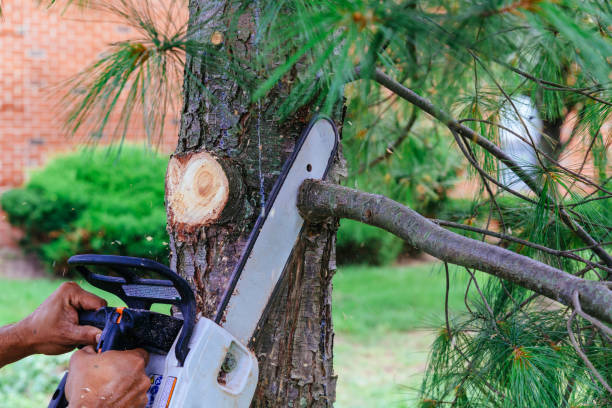 Best Tree Removal Near Me  in Pike Creek Valley, DE